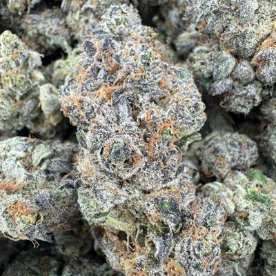 Legal Alien